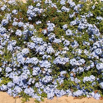 ルリマツリ　ブルペンバコ プルンバーゴ / ルリマツリ 『ブルー』 | すべての商品 | | Junk